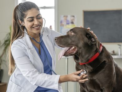 veterinary-doctor-home-visit